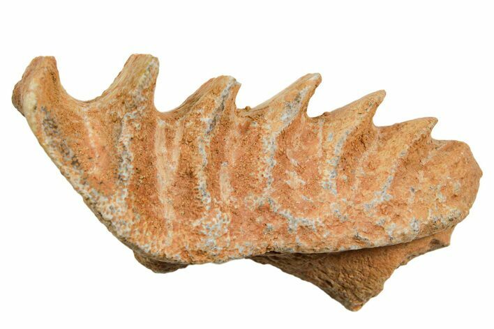 Cretaceous Lungfish (Ceratodus) Tooth Plate - Morocco #366743